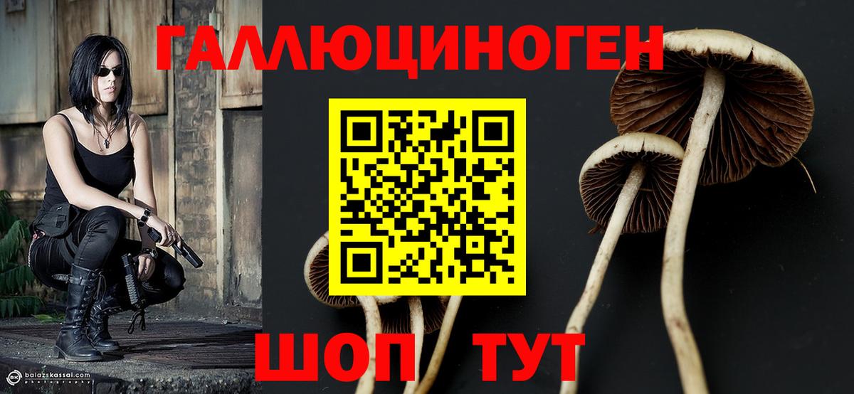 Псилоцибиновые грибы Cubensis Кстово